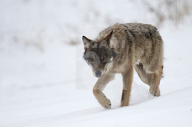 Wolf in snow covered forest in Poland stock-image by Agami/Han Bouwmeester,