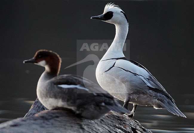 Paartje Nonnetjes; Pair of Smew stock-image by Agami/Markus Varesvuo,