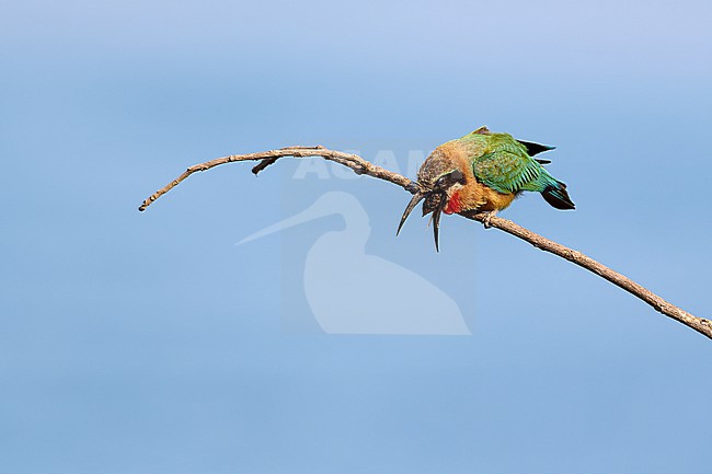 White-fronted Bee-eater (Merops bullockoides) regurgitating a pellet against a blue sky as a background (Series 1, part 4), Zimbabwe stock-image by Agami/Tomas Grim,