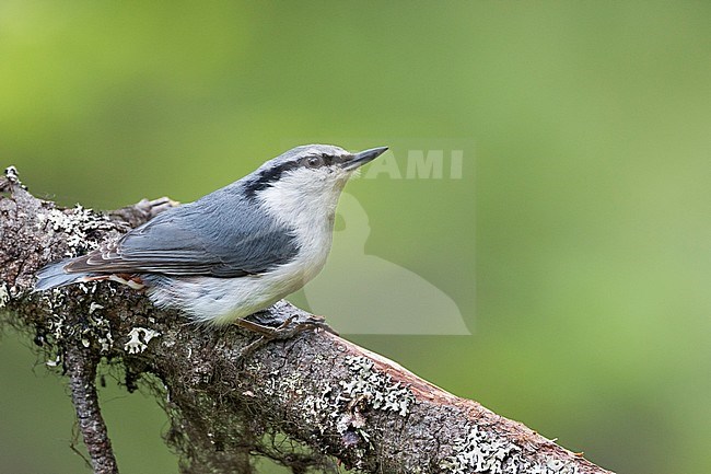 Asian Nuthatch (Sitta europaea asiatica), Russia (Ural), adult perched in a tree. stock-image by Agami/Ralph Martin,