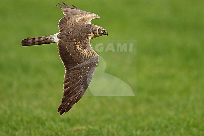 Second-year male Pallid Harrier (Circus macrourus) in flight seen from the side showing upperwing. stock-image by Agami/Fred Visscher,