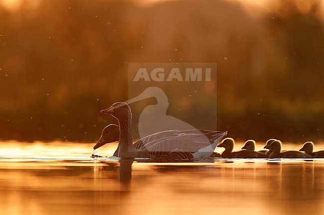 Grauwe gans; Greylag Goose; stock-image by Agami/Chris van Rijswijk,