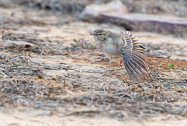 Paddyfield Pipit, Anthus rufulus, in India. Stretching its wing. stock-image by Agami/Dani Lopez-Velasco,