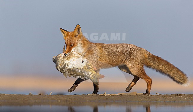 Vos lopend met prooi; Red Fox (Vulpes vulpes) walking with prey stock-image by Agami/Bence Mate,