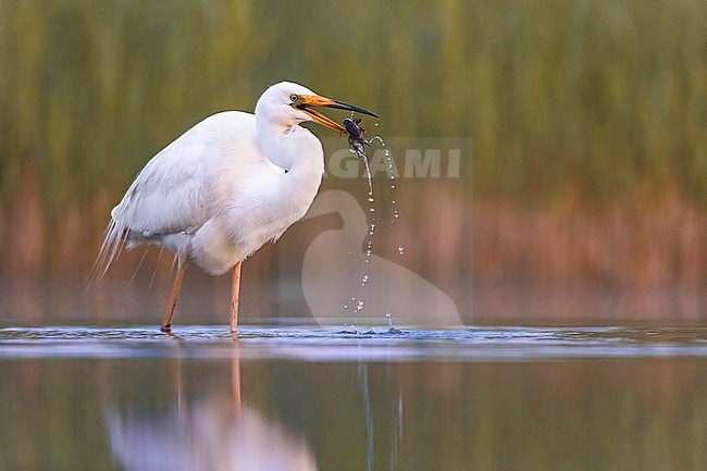 Great White Egret, Ardea alba, eating a crayfish in Italy. stock-image by Agami/Daniele Occhiato,