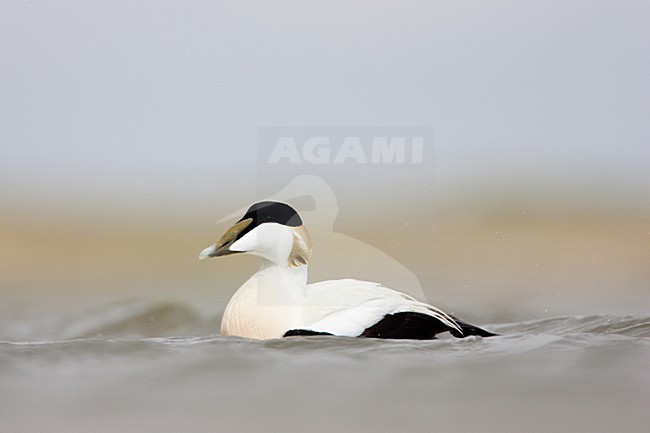Zwemmend mannetje Eider; Swimming male Common Eider stock-image by Agami/Menno van Duijn,