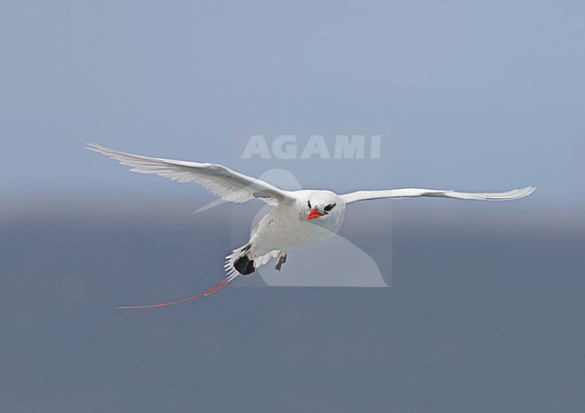Red-tailed Tropicbird adult in flight stock-image by Agami/Pete Morris,