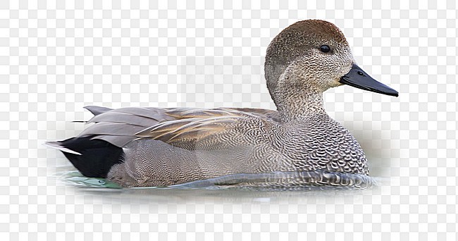 Gadwall - Schnatterente - Anas streperea, Switzerland, adult male stock-image by Agami/Ralph Martin,