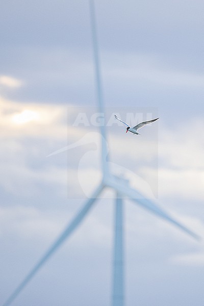  stock-image by Agami/Menno van Duijn,