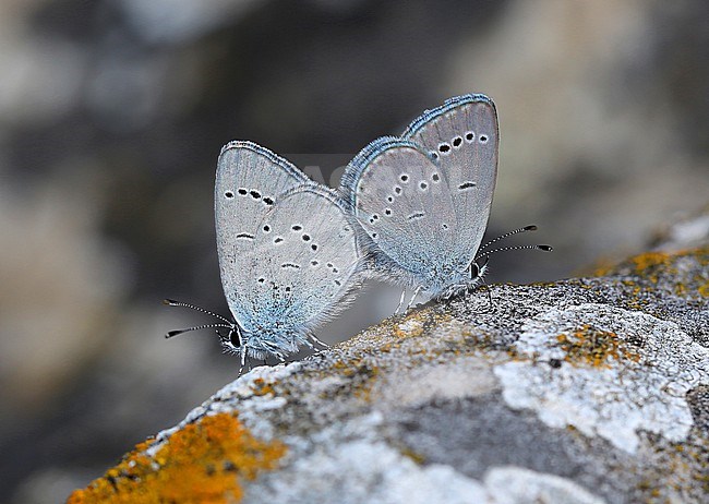 Small Little Blue (Cupido minimus)  stock-image by Agami/Aurélien Audevard,