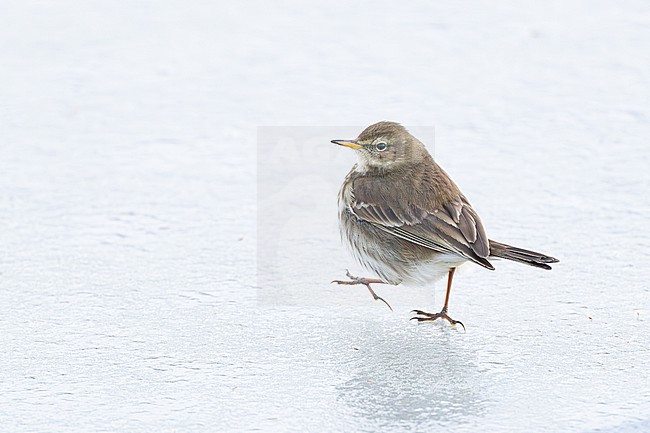 Waterpieper; Water Pipit; Anthus spinoletta stock-image by Agami/Menno van Duijn,