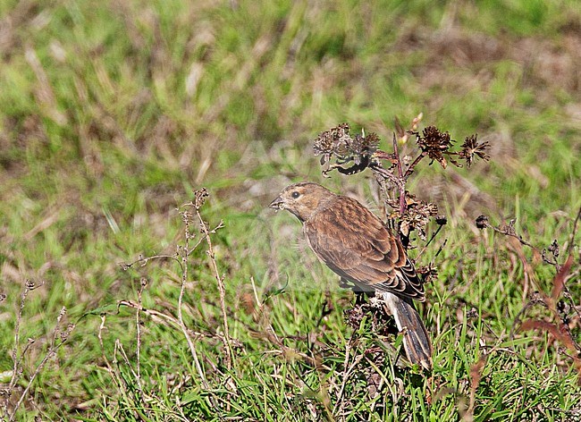 Adult female Common Linnet (Carduelis cannabina) showing it's non-breeding or winter plumage stock-image by Agami/Edwin Winkel,