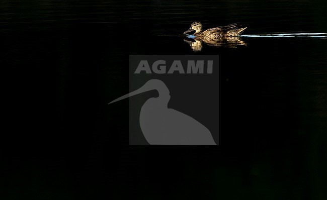 Blue-winged Teal, Spatula discors, on Bermuda during autumn migration. Swimming in black lake. stock-image by Agami/Marc Guyt,