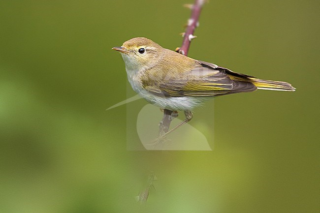 Western Bonelli's Warbler, Phylloscopus bonelli, perched on a branch in Italy. stock-image by Agami/Daniele Occhiato,