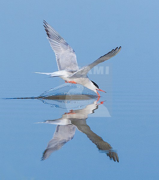 Adult Common Tern (Sterna hirundo) drinking water from a blue colored freswater lake near Skala Kalloni on the island of Lesvos, Greece. stock-image by Agami/Marc Guyt,