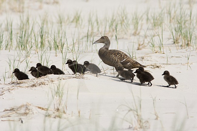 Eider, Common Eider, Somateria mollissima stock-image by Agami/Arnold Meijer,