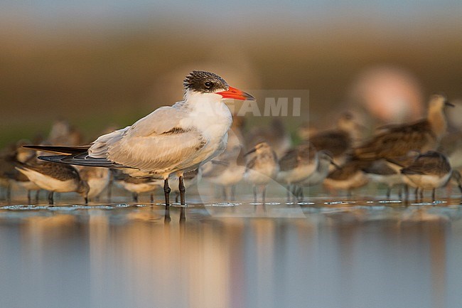 Reuzenstern; Caspian Tern; Sterna caspia, Oman, 1st cy stock-image by Agami/Ralph Martin,
