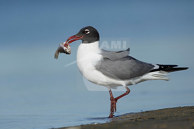 Adult Laughing Gull (Larus atricilla) in breeding plumage in
Galveston County, Texas, USA. Standing on the beach with fish as prey. stock-image by Agami/Brian E Small,