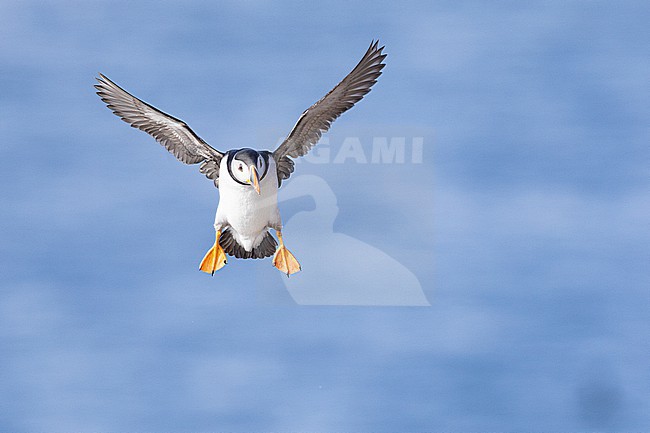  stock-image by Agami/Menno van Duijn,