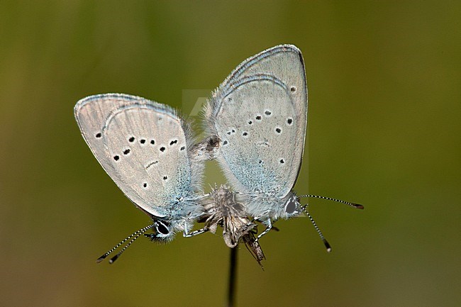 Dwergblauwtje / Little Blue (Cupido minimus) stock-image by Agami/Wil Leurs,