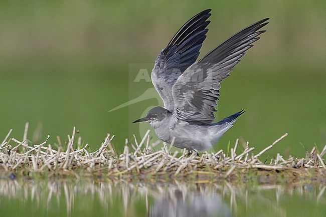 Black Tern (Chlidonias niger), adult spreading its wings, Campania, Italy stock-image by Agami/Saverio Gatto,