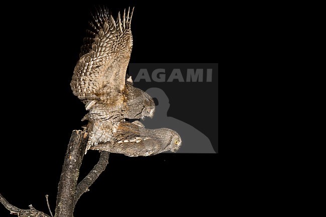 Mating Eurasian Scops Owls (Otus scops) stock-image by Agami/Alain Ghignone,
