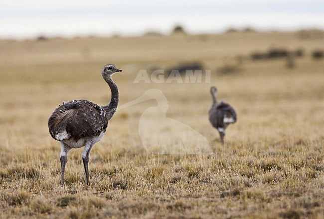 Darwinnandoe, Darwin's Rhea, Rhea pennata pennata stock-image by Agami/Marc Guyt,