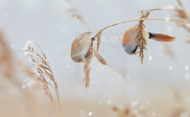 Baardman, Bearded Reedling stock-image by Agami/Markus Varesvuo,