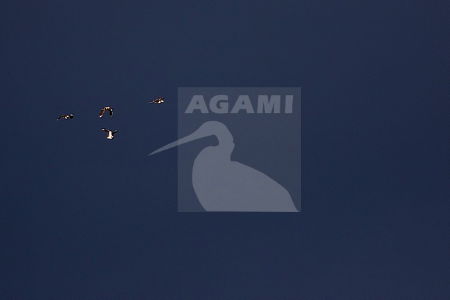 Northern Lapwing - Kiebitz - Vanellus vanellus, Russia (Baikal), adult stock-image by Agami/Ralph Martin,