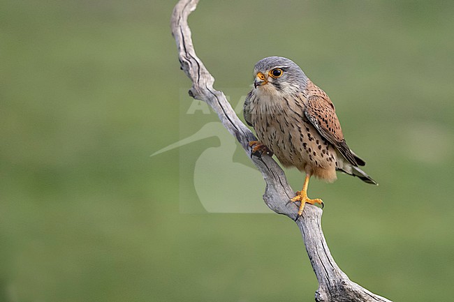 Common Kestrel (Falco tinnunculus) stock-image by Agami/Marcel Burkhardt,