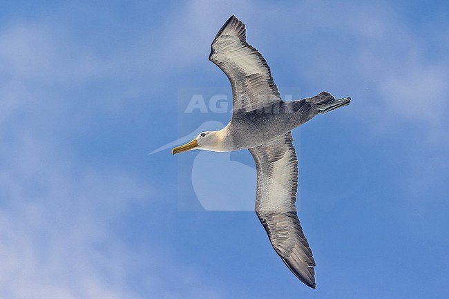 Adult Waved Albatross (Phoebastria irrorata) on the Galapagos Islands, part of the Republic of Ecuador. stock-image by Agami/Pete Morris,