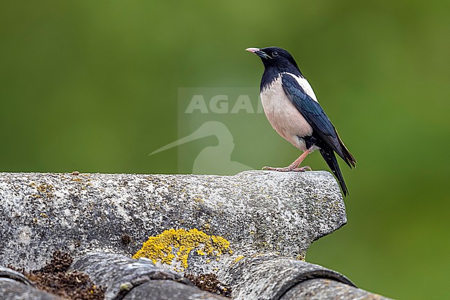 Adult male Rosy Starling (Sturnus roseus) aka Rose-coloured Starling (Pastor roseus) sitting on a roof in Assenede, East-Flanders, Belgium. stock-image by Agami/Vincent Legrand,