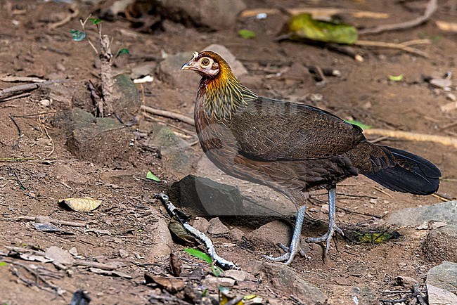 Female Red Junglefowl (Gallus gallus) at Kaeng Krachan NP, Thailand stock-image by Agami/David Monticelli,