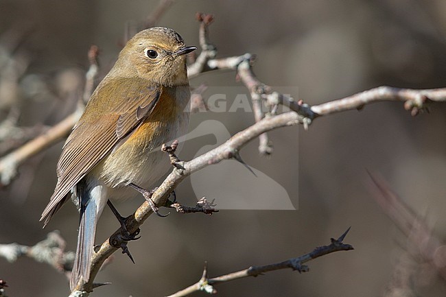  stock-image by Agami/Saverio Gatto,