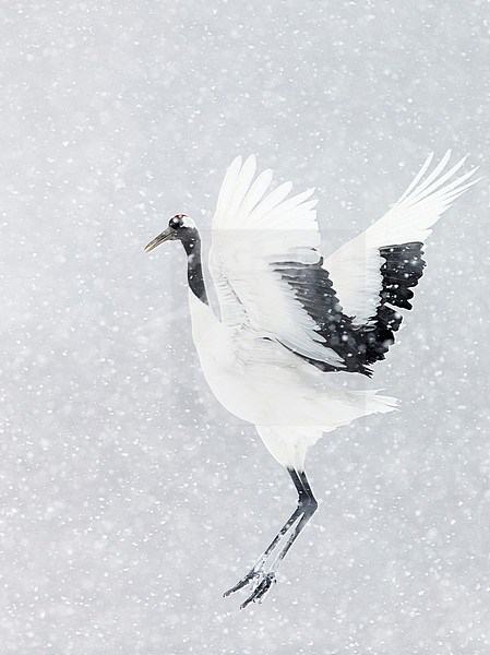Chinese Kraanvogel baltsend in de sneeuw, Red-crowned Crane displaying in snow stock-image by Agami/Markus Varesvuo,