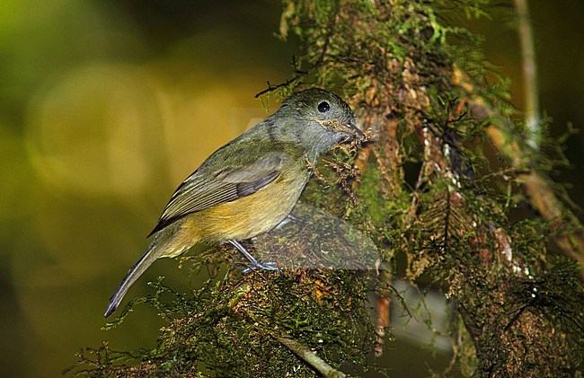 Ochre-bellied Flycatcher, Mionectes oleagineus stock-image by Agami/Greg & Yvonne Dean,