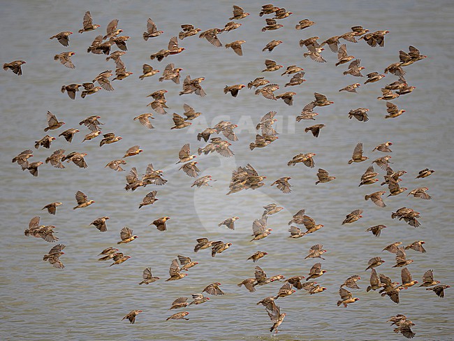 Red-billed Quelea (Quelea quelea aethiopica) flock in flight, over open water in Mkomazi National Park in Tanzania. This is world's most abundant wild bird species, with an estimated adult breeding population of 1.5 billion pairs! stock-image by Agami/Andy & Gill Swash ,