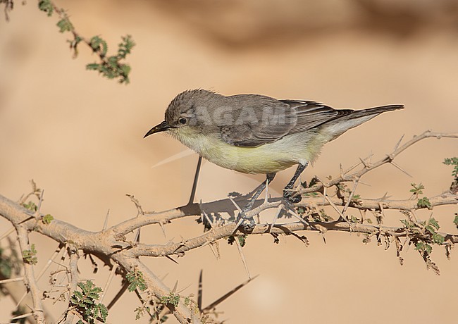 Nile Valley Sunbird, Hedydipna metallica, in Oman. stock-image by Agami/Rene Pop - The Sound Approach,