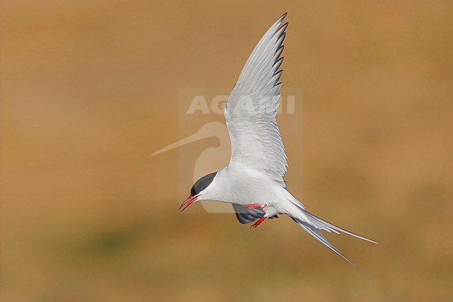 Arctic Tern (Sterna paradisaea), side view of an adult in flight, Western Region, Iceland stock-image by Agami/Saverio Gatto,