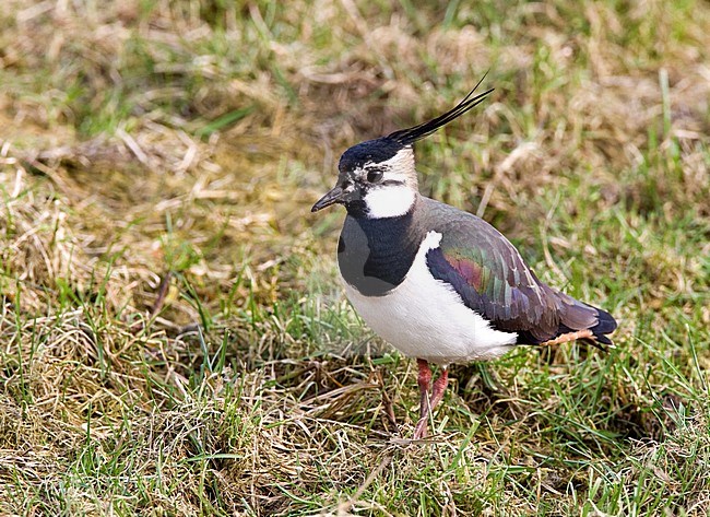 Kievit, Northern Lapwing stock-image by Agami/Roy de Haas,