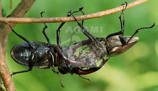 Vechtende Vliegend hert mannetjes, Fighting males Stag beetle stock-image by Agami/Rob de Jong,