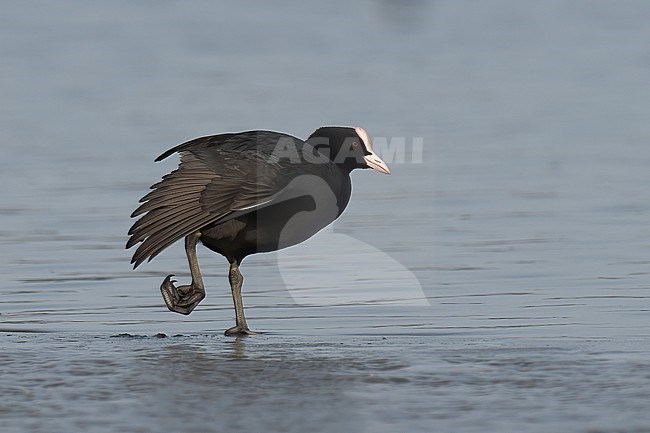 Eurasian Coot (Fulica atra) adult bird standing on thin ice in Finland stock-image by Agami/Kari Eischer,