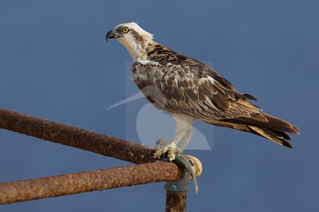 Falco pescatore; Osprey; Pandion haliaetus stock-image by Agami/Daniele Occhiato,