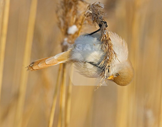 Vrouwtje Baardman in riet; Female Bearded Reedling in reedbed stock-image by Agami/Markus Varesvuo,