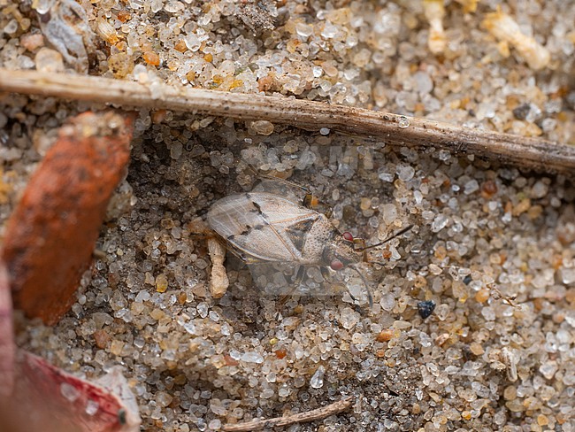 Imago of Nysius huttoni stock-image by Agami/Arnold Meijer,