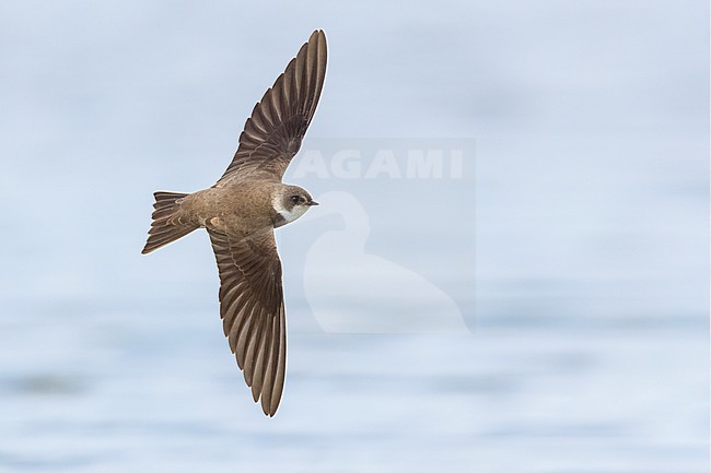 Sand Martin (Riparia riparia), adult in flight showing upperparts, Campania, Italy stock-image by Agami/Saverio Gatto,
