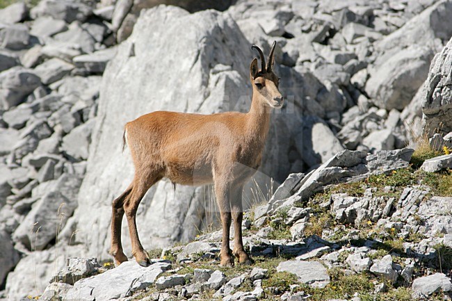 Pyrenean Chamois on rocks Pyrenees Spain, Pyreneese gems op rotsen Pyreneen Spanje stock-image by Agami/Karel Mauer,