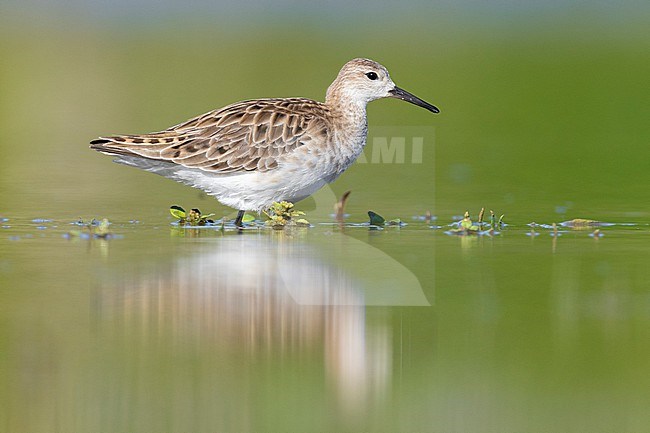 Ruff (Philomachus pugnax), side view of an adult female standing in the water, Campania, Italy stock-image by Agami/Saverio Gatto,