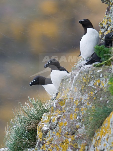 Alk op rotskust; Razorbill perched on a cliff stock-image by Agami/Han Bouwmeester,