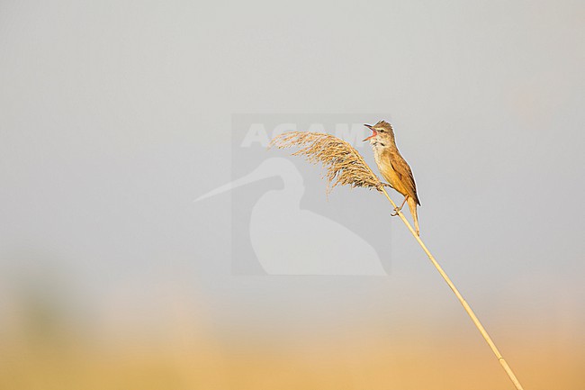 Singing male Great Reed Warbler, Acrocephalus arundinaceus, from top of a reed stem in Ebro delta in Spain. stock-image by Agami/Rafael Armada,